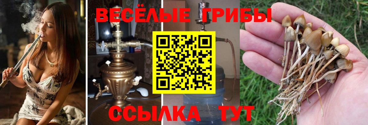 Галлюциногенные грибы Psilocybe Калач-на-Дону
